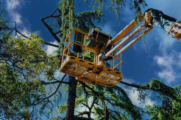 Trusted Princeton, FL Tree Services Experts