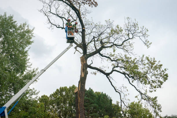 Best Palm Tree Trimming  in Princeton, FL