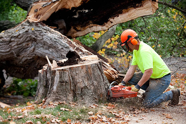 Best Firewood Processing and Delivery  in Princeton, FL