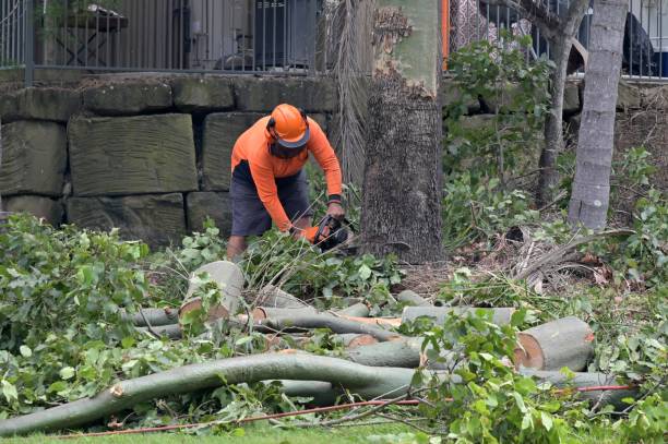 Best Arborist Consultation Services  in Princeton, FL